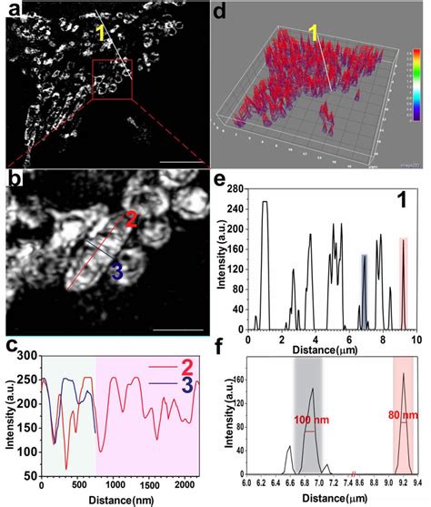 Figure 2 From Super Resolution Tracking Of Mitochondrial Dynamics With