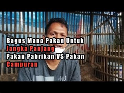 Pakan Pabrikan VS Pakan Campuran Ternak Bebek Petelur YouTube