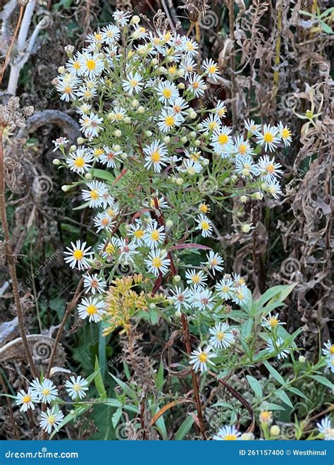 Annual Fleabane Daisy Fleabane Erigeron Annuus Widespread Weed Stock