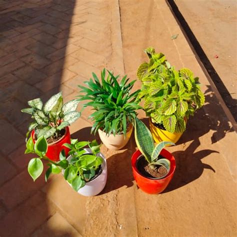 Free Next Day Delivery Set Of Snake Dwarf Peperomia Green