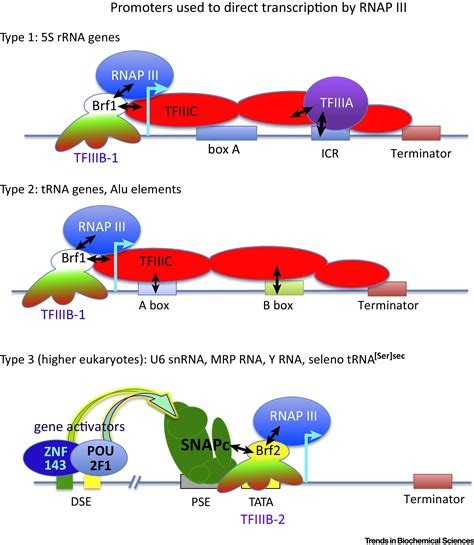 Rna Polymerase Iii Advances Structural And Trna Functional Views Trends In Biochemical Sciences