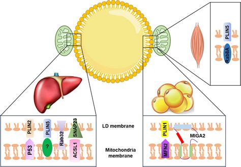 Frontiers Editorial Lipid Droplets And Mitochondria In Metabolic