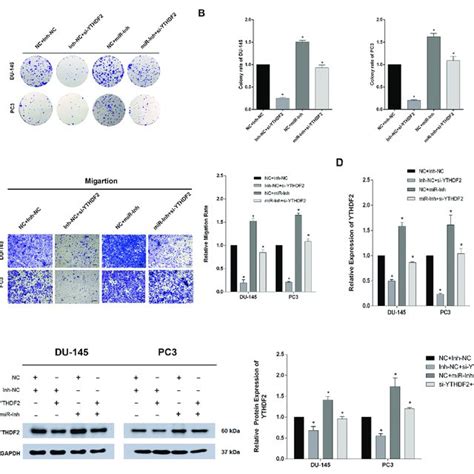 Inhibition Of Mir P Partially Abrogated The Cell Proliferation And