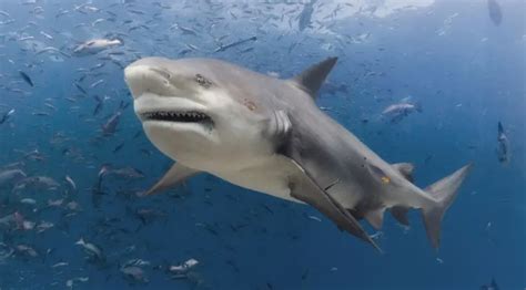 6 Fun Facts About Bull Sharks | Free the Ocean