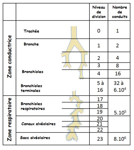 Physiologie de lapnée notions de physiologie respiratoire