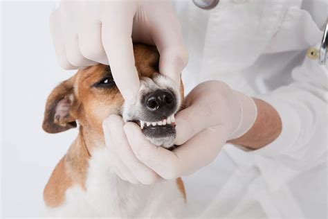 How much does a dog's teeth cleaning cost?