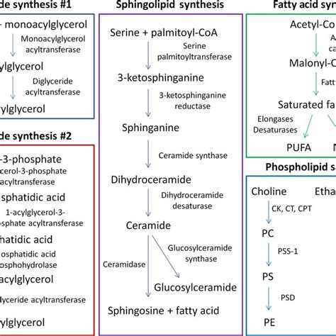 Various aging‐relevant lipid synthesis pathways. The biosynthesis... | Download Scientific Diagram