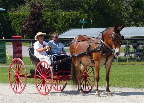 The Pakenham horse show rides on, August 20 | The Millstone