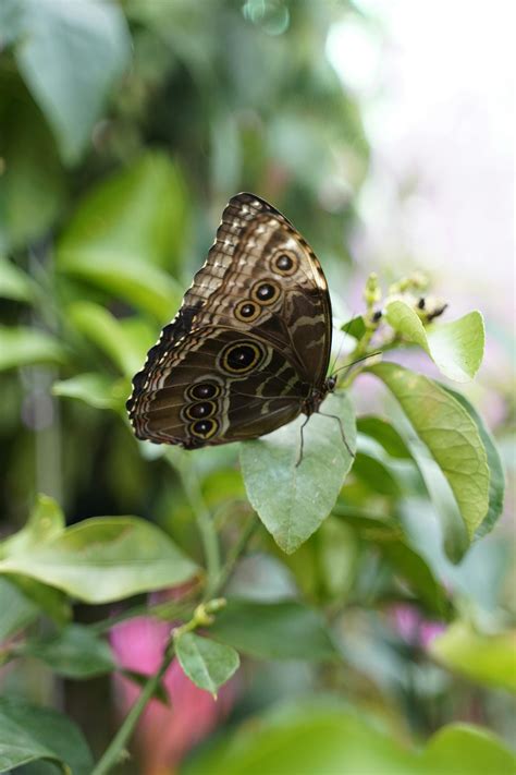 Photo of a Morpho Butterfly · Free Stock Photo