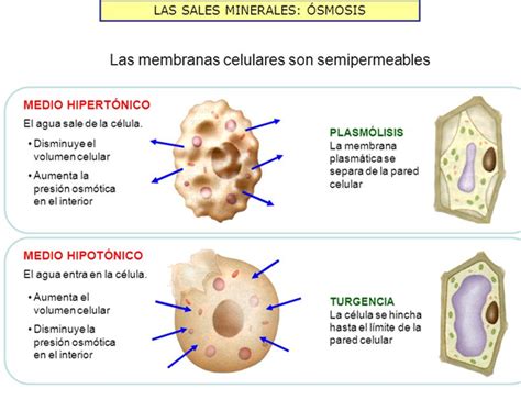 Osmosis Celular