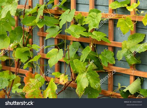 158,168 Trellis Images, Stock Photos & Vectors | Shutterstock