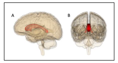 Left And Right Brain Hemispheres