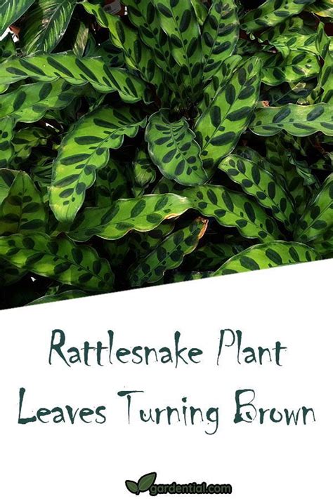 Rattlesnake Plant Leaves Turning Brown Gardential Plant Leaves