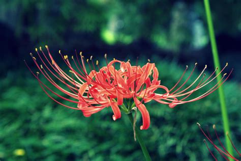 Lycoris Radiata By Anarchsoul On Deviantart