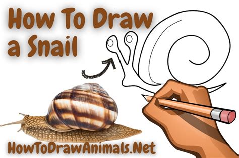 How To Draw A Snail Easy Drawing Tutorial