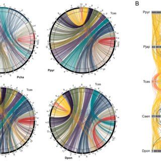 PDF Sex Chromosome Evolution In Beetles