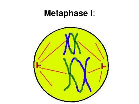 Ppt Cell Division Powerpoint Presentation Id6851703