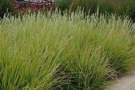 Sesleria Jesienna Pozosta E Trawy