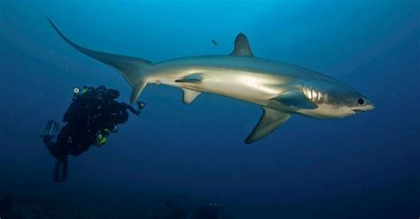 Thresher Shark – "OCEAN TREASURES" Memorial Library