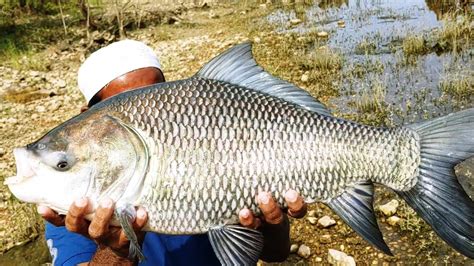 Big Katla Fish Catchingfisher Man Catching The Katla Fish In Krishna