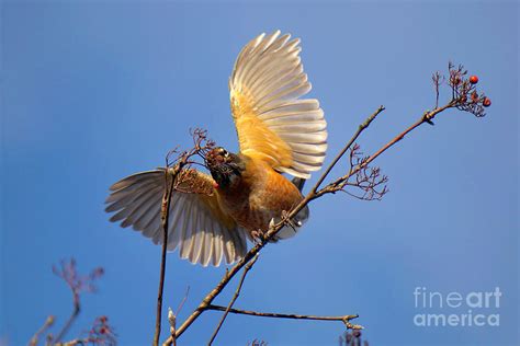 American Robin in Winter Photograph by Charline Xia | Fine Art America