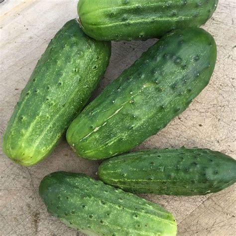 50 Organic National Pickling Cucumber Seeds For Planting 1