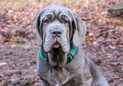 Neapolitan Mastiff Dog Breed Information - American Kennel Club