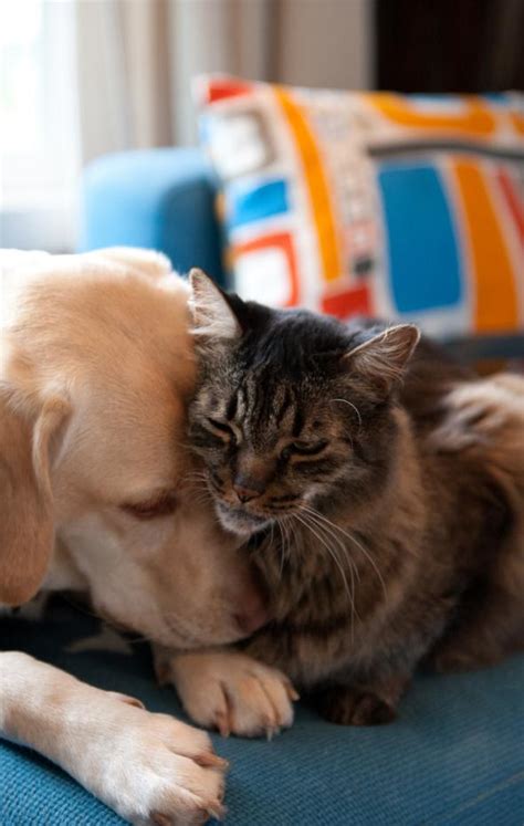 Los Lugares Prohibidos Para Que Vivan Los Perros Y Gatos Con La Nueva