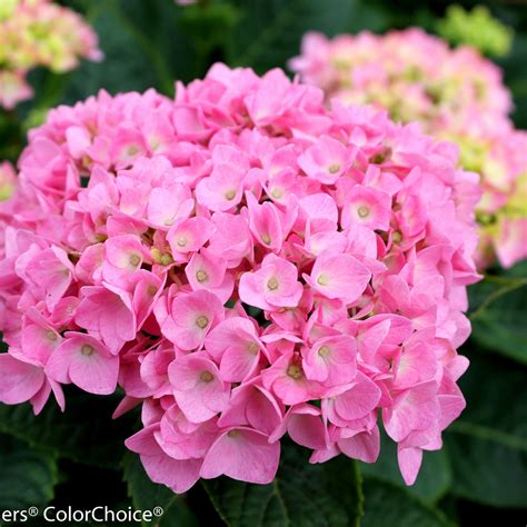 Reblooming Hydrangea | Let's Dance® Blue Jangles® | Proven Winners