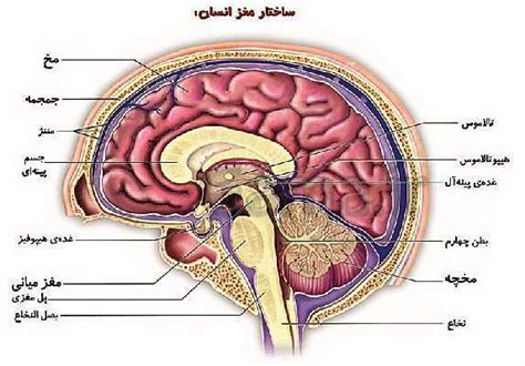 پاورپوینت زیست شناسی 2 یازدهم رشته تجربی تشریح مغز گاما