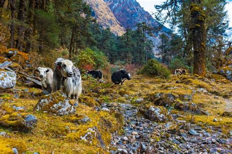 Premium Photo Beautiful Himalayan Yak Cows On The Way To Kanchenjunga