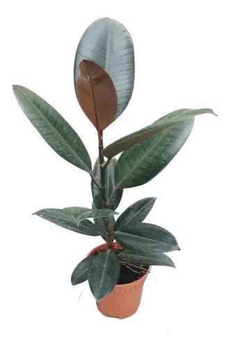 Gomero Ficus Elástica 70 Cm Hojarasca Plantas MercadoLibre