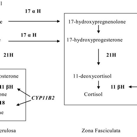 K Transport At The Principal Cell Of The Cortical Collecting Duct Download Scientific Diagram