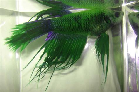 Green-Betta-Fish | Environment Buddy