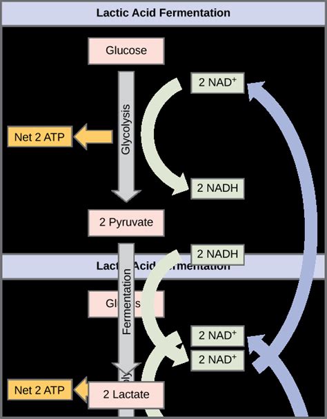 Metabolism Without Oxygen Openstax Biology Course Hero