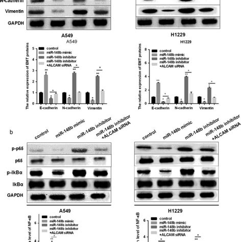 Mir B Alcam Axis Regulated Emt And Nf B Pathway In Nsclc Cells A