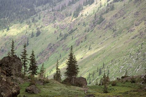 无人公园横图室外白天正面旅游度假草地草坪美景山山脉树林植物华盛顿美国阴影光线影子景观山峰山峦娱乐