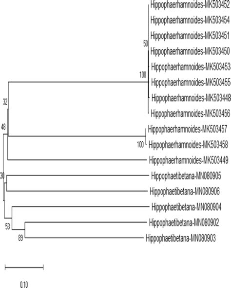 Evolutionary Relationship Between Two Sea Buckthorn Species From Download Scientific Diagram