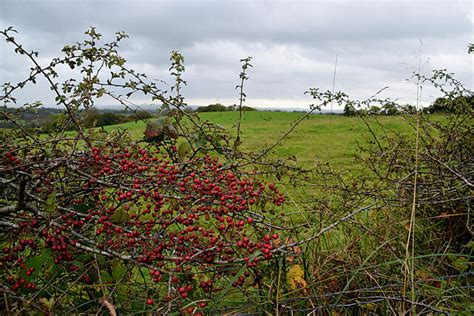 Hawthorn Berries Along Corlea Road Kenneth Allen Cc By Sa