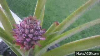 pineapple growing time lapse on Make a GIF