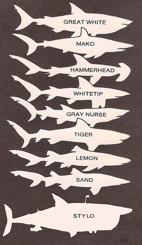 Shark Identification Chart Tips Tricks And Infographics Pinter