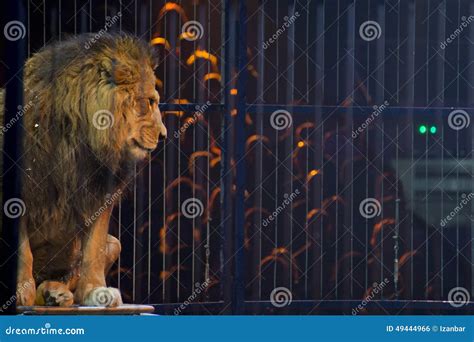 Circus Lion Portrait In A Cage Stock Photo Image Of Face Wild 49444966