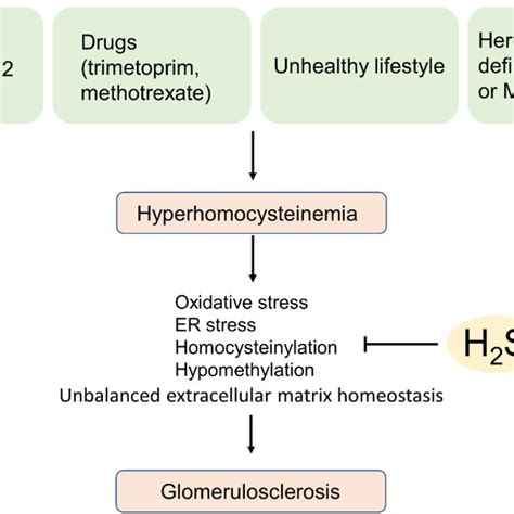 H2S attenuates hyperhomocysteinemia-induced glomerulosclerosis. H2S... | Download Scientific Diagram