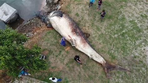 Maior peixe do mundo é encontrado morto em Vitória ES SURF HARDCORE