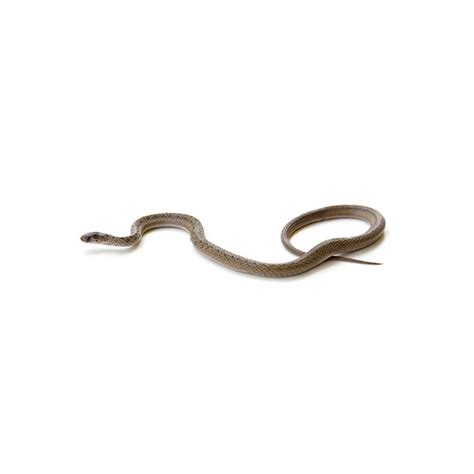 Brown Snake Identification, Habits & Behavior | Presto-X formerly Fischer