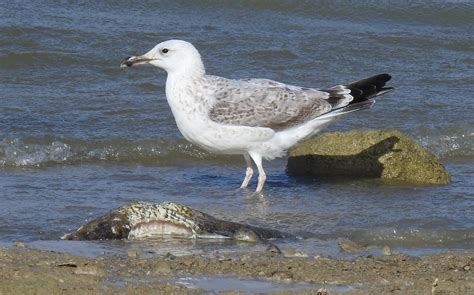 Cambridgeshire Bird Club Gallery Caspian Gull