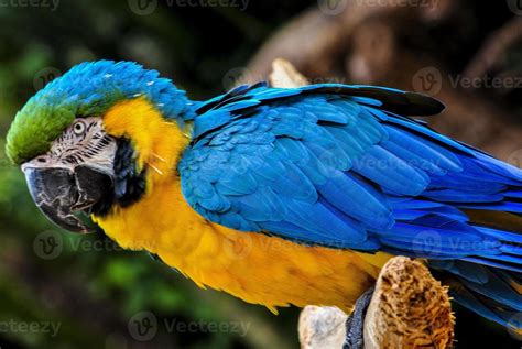 Brazilian parrot 710204 Stock Photo at Vecteezy