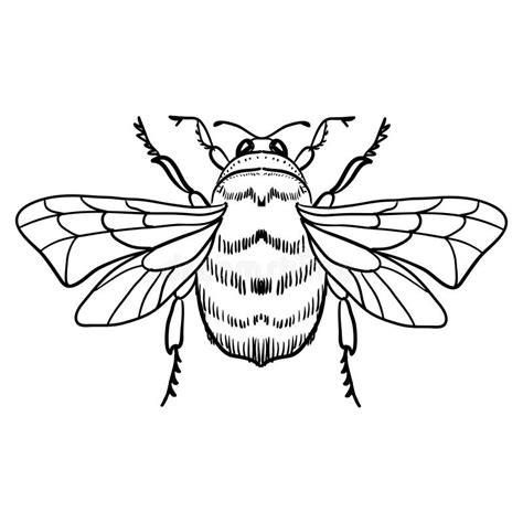 Abeja De La Historieta Con La Miel Ejemplo Blanco Y Negro Del Vector