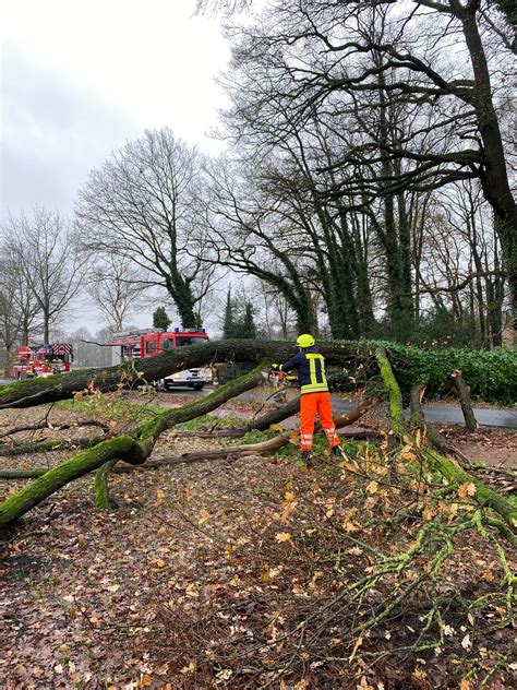 Baum stürzt auf Fahrbahn