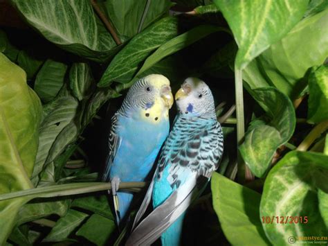 Самка и самец волнистого попугая - 78 фото